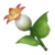 Calla Lily