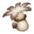 Philanemo Mushroom