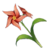 Windwheel Aster